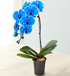 1 dall sper esiz mavi orkide  Ankara Sincan iek yolla , iek gnder , ieki  