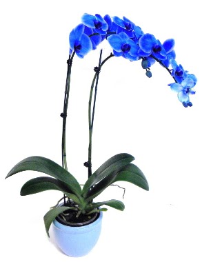 Seramikli 2 dall sper esiz mavi orkide  Ankara Sincan online ieki , iek siparii 