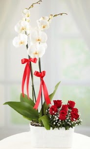 2 dall beyaz orkide ve 7 krmz gl  Ankara Sincan internetten iek siparii 
