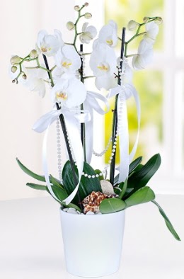 3 dall beyaz orkide  Ankara Sincan ucuz iek gnder  