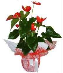 Antoryum saks� i� mekan s�s bitkisi  Ankara Sincan online �i�ek�i , �i�ek sipari�i 