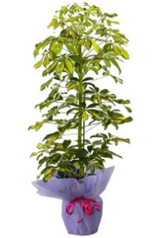 Schefflera Tekli �� mnekan saks� �i�e�i  Ankara Sincan �i�ek sipari�i vermek 