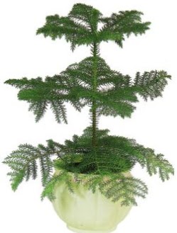 Araucaria Heterophylla i� mekan saks�  Ankara Sincan �i�ek yolla , �i�ek g�nder , �i�ek�i  