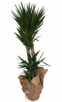 3 l� Yucca i� mekan saks� �i�e�i  Ankara Sincan kaliteli taze ve ucuz �i�ekler 