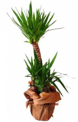 2 li yucca saks� �i�e�i  Ankara Sincan �i�ek yolla , �i�ek g�nder , �i�ek�i  