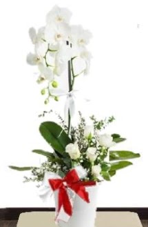 Tek dall beyaz orkide 5 beyaz gl  Ankara Sincan online iek gnderme sipari 