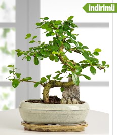 S eklinde ithal gerek bonsai japon aac  cicek siparisi Ankara Sincan cicek , cicekci 