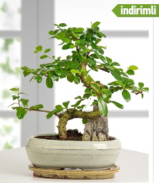 S �eklinde ithal ger�ek bonsai japon a�ac�  cicek siparisi Ankara Sincan cicek , cicekci 