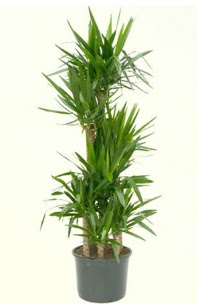 7 li yucca saks� bitkisi  Ankara Sincan online �i�ek�i , �i�ek sipari�i 