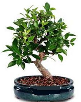 5 ya��nda japon a�ac� bonsai bitkisi  Ankara Sincan kaliteli taze ve ucuz �i�ekler 