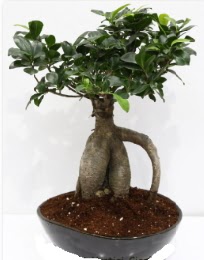 5 ya��nda japon a�ac� bonsai bitkisi  cicek siparisi Ankara Sincan cicek , cicekci 