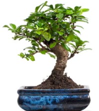 5 ya��nda japon a�ac� bonsai bitkisi  Ankara Sincan �i�ek sipari�i sitesi 