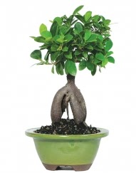 5 ya��nda japon a�ac� bonsai bitkisi  Ankara Sincan hediye sevgilime hediye �i�ek 