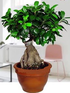 5 yanda japon aac bonsai bitkisi  iek siparii Ankara Sincan anneler gn iek yolla 