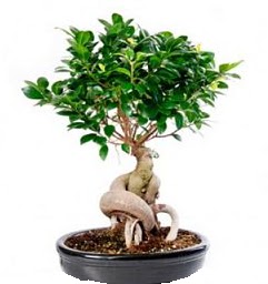 Bonsai Japon a�ac� saks� bitkisi  Ankara Sincan �i�ek ma�azas� , �i�ek�i adresleri 