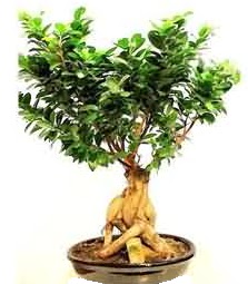 Bonsai Japon a�ac� saks� bitkisi  Ankara Sincan online �i�ek g�nderme sipari� 