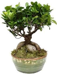 Japon aac bonsai saks bitkisi  Online Ankara Sincan iek sat 