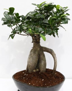 Japon aac bonsai saks bitkisi  Ankara Sincan ucuz iek gnder 