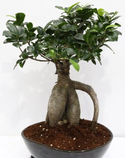 Japon a�ac� bonsai saks� bitkisi  Ankara Sincan ucuz �i�ek g�nder 