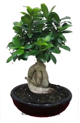 Japon aac bonsai saks bitkisi  Online Ankara Sincan iekiler 