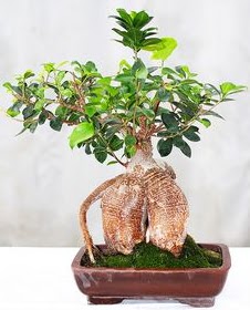 Japon aac bonsai saks bitkisi  Online Ankara Sincan iekiler 