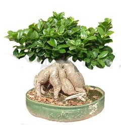 Japon aac bonsai saks bitkisi  Ankara Sincan hediye iek yolla 