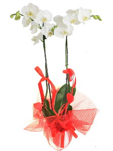 2 dall beyaz orkide bitkisi  Ankara Sincan iek servisi , ieki adresleri 