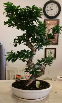 100 cm yksekliinde dev bonsai japon aac  Online Ankara Sincan iek sat 