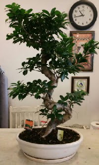 100 cm y�ksekli�inde dev bonsai japon a�ac�  Online Ankara Sincan �i�ek sat��� 