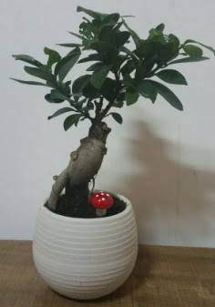 Bonsai japon a�ac� saks� �i�e�i  Ankara Sincan �i�ek , �i�ek�i , �i�ek�ilik 