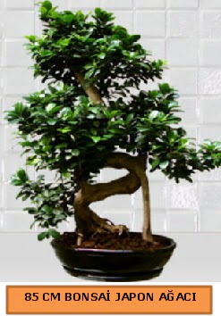 85 CM Japon a�ac� Bonsai saks� bitkisi  Online Ankara Sincan �i�ek�iler 