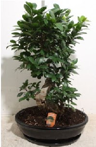 75 CM Ginseng bonsai Japon aac  Ankara Sincan internetten iek siparii 