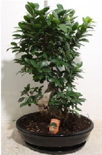 75 CM Ginseng bonsai Japon a�ac�  Ankara Sincan internetten �i�ek sipari�i 