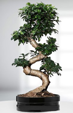 90 CM Japon A�ac� Bonsai saks� �i�e�i  Ankara Sincan �i�ek g�nderme sitemiz g�venlidir 