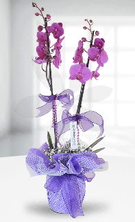 ift dall mor orkide LKE MARKADIR  Ankara Sincan kaliteli taze ve ucuz iekler 