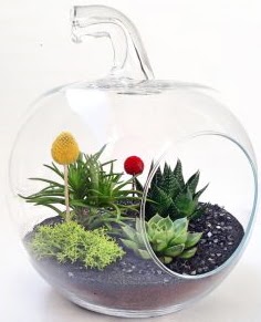 Elma Terrarium orta boy 5 kakt�s  cicek siparisi Ankara Sincan cicek , cicekci 