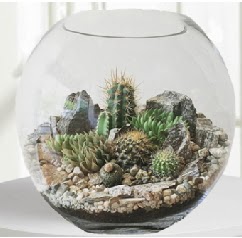 Cam fanus Terrarium 5 kakt�s  Ankara Sincan �i�ek yolla , �i�ek g�nder , �i�ek�i  