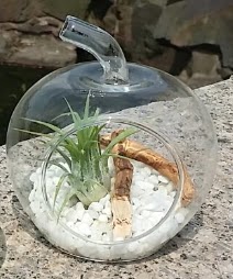 Elma k���k boy terrarium 1 kakt�s  Ankara Sincan �i�ek sipari�i vermek 
