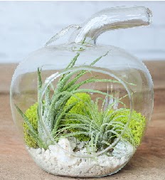 Elma terrarium k���k boy 2 kakt�s  Ankara Sincan uluslararas� �i�ek g�nderme 