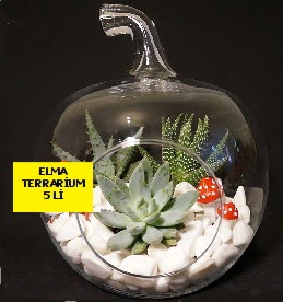 5 kakt�sl� Elma terrarium orta boy  �i�ek sipari�i Ankara Sincan anneler g�n� �i�ek yolla 