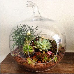 Orta boy elma terrarium 3 kakt�sl�  cicek siparisi Ankara Sincan cicek , cicekci 