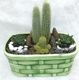 Seramik i�erisinde 5 kakt�sl� terrarium  Ankara Sincan �i�ek , �i�ek�i , �i�ek�ilik 