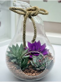 Orta boy armut 3 kakt�s terrarium  cicek siparisi Ankara Sincan cicek , cicekci 