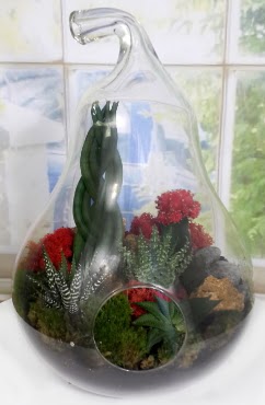 5 adet kakt�s orta boy armut terrarium  Ankara Sincan online �i�ek g�nderme sipari� 