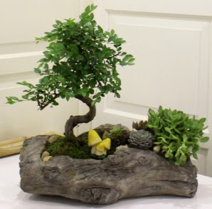 A�a� k�t�k i�erisinde Bonsai ve Kakt�s  cicek siparisi Ankara Sincan cicek , cicekci 
