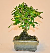 Zelco bonsai saks bitkisi  Ankara Sincan online ieki , iek siparii 