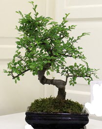 Bonsai saks� �i�e�i  Ankara Sincan �i�ek ma�azas� , �i�ek�i adresleri 