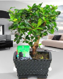 Bonsai japon a�ac� saks� bitkisi  Ankara Sincan �i�ek sipari�i sitesi 
