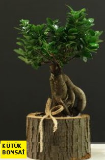 K�t�k i�erisinde Bonsai japon a�ac�  Ankara Sincan uluslararas� �i�ek g�nderme 