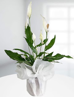 Spathiphyllum �i�e�i Bar�� �i�e�i  Ankara Sincan kaliteli taze ve ucuz �i�ekler  